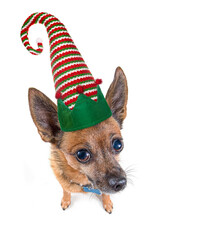 Wall Mural - chihuahua mix wearing an elf hat on an isolated white background wide angle shot