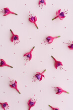 Pink Fuchsia Flower Background