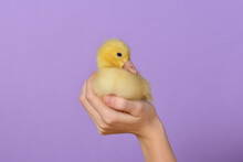 A Small Yellow Goose Sits On The Girl's Hand On A Lilac Background. Fluffy Little Yellow Duckling In The Hands Of A Man. Little Cute Domestic Goose Chick On Palms Of Hands. Village And Farm Theme