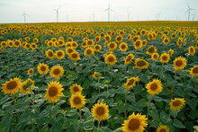 Windmill Farm In A Sunflowers Field