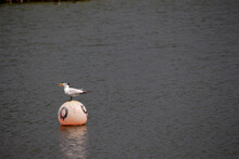 A Royal Tern Coastal Bird Standing On A Floating Faded Orange Marker Buoy In The Middle Of A Pond Near A Swamp.