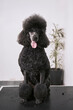© Jose Coello Photographer/Stocksy - Standard Poodle portrait.