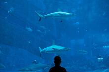 Boy At Aquarium With Sharks