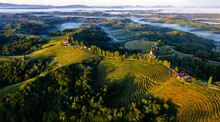 Curving Vineyards In Slovenia's Wine Region Of Ljutomer.