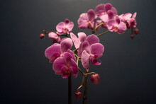 Orchid Still Life.
