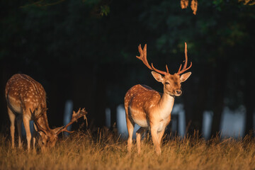 Wall Mural - Golden light wildlife portrait of a pair of male spotted fallow deer stags (dama dama) in an atmospheric English countryside forest.