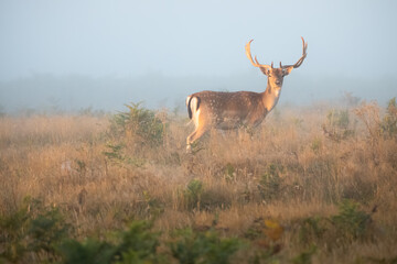 Wall Mural - Golden light wildlife portrait of a male spotted fallow deer stag (dama dama) in a misty, foggy and atmospheric English countryside landscape.