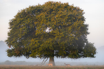 Wall Mural - A lone European Horse Chestnut tree (Aesculus hippocastanum) and a pair of fallow deer in a misty, foggy English countryside landscape.