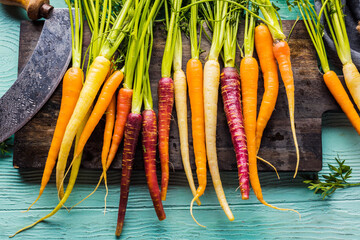 Bunch of freshly picked rainbow carrots 