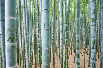 Japanese Bamboo Forest