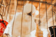 © Jessica Klaus/Stocksy - Chicken looking down in cage.