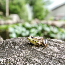 Sweet Green Frog On A Rock