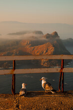 Seagulls Having A Little Chat.