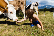 Child Feeding A Cow