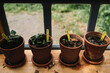 © Melissa Milis Photography/Stocksy - terracotta pots with seedlings in front of a window