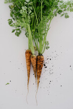 Three Freshly Dug Carrots On A White Background