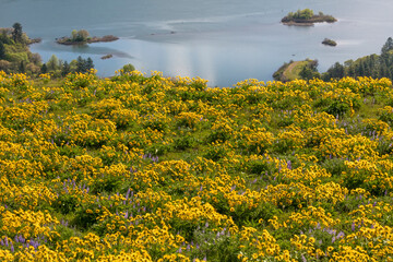 Sticker - USA, Oregon, Tom McCall Nature Conservancy. Fields of wildflowers and the Columbia River.