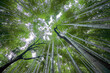 © INIGO CIA DA RIVA/Stocksy - Japanese Bamboo Forest