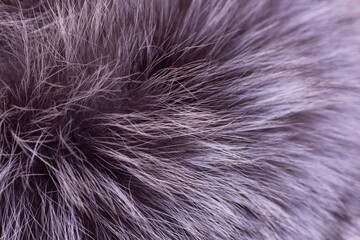 natural grey animal fur macro.