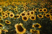 Details Of Sunflowers