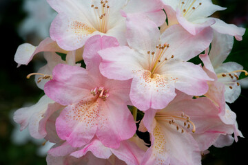 Wall Mural - USA, Oregon, Shore Acres State Park. Rhododendron flowers close-up.