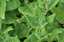 Plant Sea Spinach Leaves Growing Outdoor Tetragonia Tetragonoides