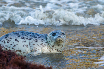 Sticker - USA, Oregon, Bandon Beach. Harbor seal and beach wave.