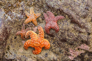 Poster - USA, Oregon, Bandon Beach. Sea stars exposed at low tide.