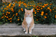 © Julia Volk/Stocksy - Red cat