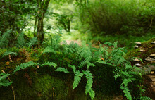 Ferns And Moss Growing On The Trunk Of A Fallen Tree