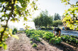 © Rob and Julia Campbell/Stocksy - Young farmer man working on small organic farm