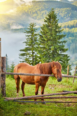 Wall Mural - The horse graze on the meadow in the Carpathian Mountains. Misty landscape. Morning fog high in the mountains.