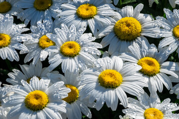 Wall Mural - White daisies, USA