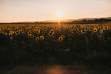 French Field Full Of Sunflowers While Sun Is Setting