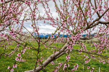 Wall Mural - Hood River, Oregon, USA. Apple orchard in blossom in the nearby Fruit Loop area, with a view of Mount Hood in the background.