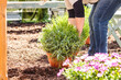 © karepa - Midsection of a middle aged woman planting flowers in garden.