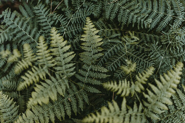 Ferns Textures backgraunds.