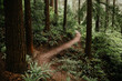 © Jess Woodhouse/Stocksy - Forest Trail