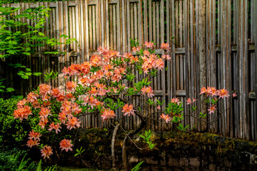 Poster - Rhododendron, Portland Japanese Garden.