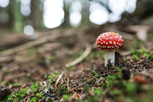 Amanita Muscaria Toxic Mushroom In The Undergrowth