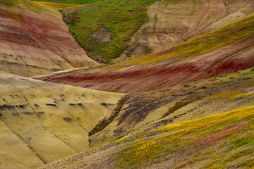 Sticker - Painted Hills and golden bee plants.