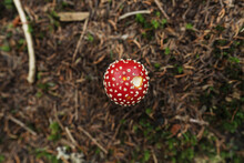 Amanita Muscaria Toxic Mushroom In The Undergrowth
