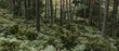 © Javier Pardina/Stocksy - Panoramic view of forest.