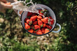 © Adrian Cotiga/Stocksy - Washing fresh strawberries
