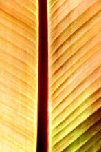 Red Canna Leaf Close Up