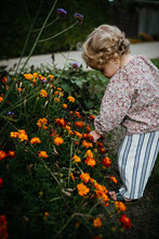 Little Toddler Girl Touching Orange Tagetes Flowers In The Garden With A Scissor