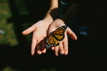 Monarch Butterfly In Child's Hands