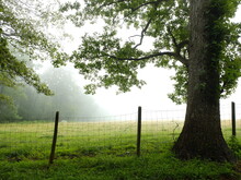 Oak Tree And Fence