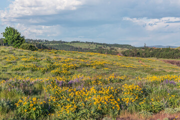 Sticker - USA, Oregon. Tom McCall Nature Preserve, Rowena Plateau wildflowers.