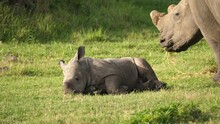 White Rhino Calf Sleeping On The Soft Grass Next To Its Mother.